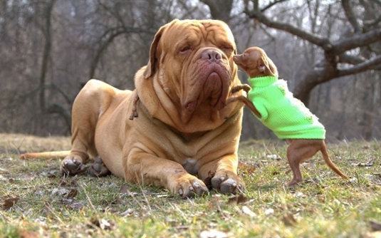 Топ – 10 самых больших собак в мире - ГБУ КО «Сухиничская межрайонная  станция по борьбе с болезнями животных»