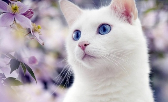 ТОП–10 самых красивых кошек в мире - ГБУ КО «Сухиничская межрайонная  станция по борьбе с болезнями животных»