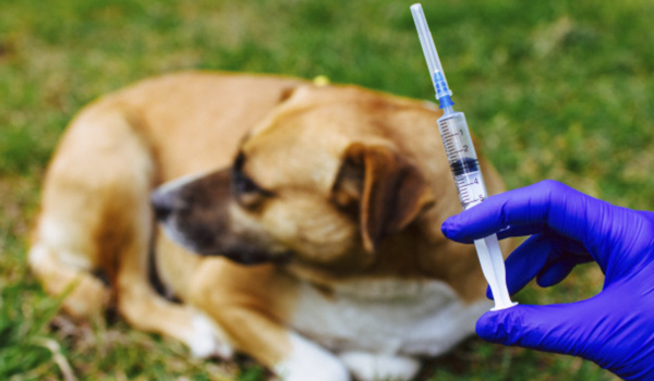 Вакцины для собак 2024
