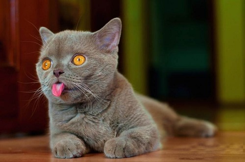 какого цвета должен быть язык у кошки