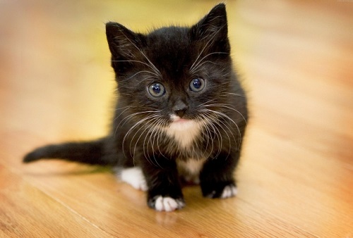 До какого возраста растут коты - ГБУ КО «Сухиничская межрайонная станция по  борьбе с болезнями животных»