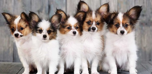 Самые послушные породы собак - ГБУ КО «Сухиничская межрайонная станция по  борьбе с болезнями животных»