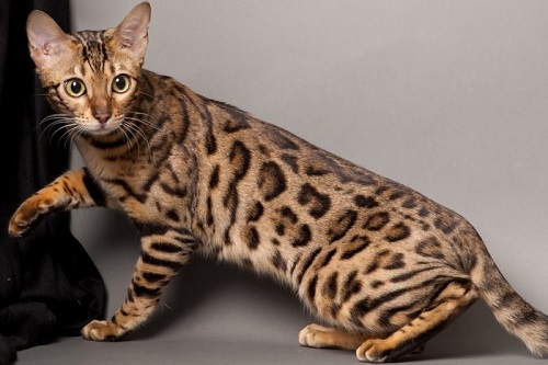 ТОП–10 самых красивых кошек в мире - ГБУ КО «Сухиничская межрайонная  станция по борьбе с болезнями животных»