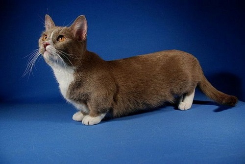 ТОП-10 самых маленьких пород кошек в мире - ГБУ КО «Сухиничская межрайонная  станция по борьбе с болезнями животных»