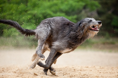Топ – 10 самых больших собак в мире - ГБУ КО «Сухиничская межрайонная  станция по борьбе с болезнями животных»